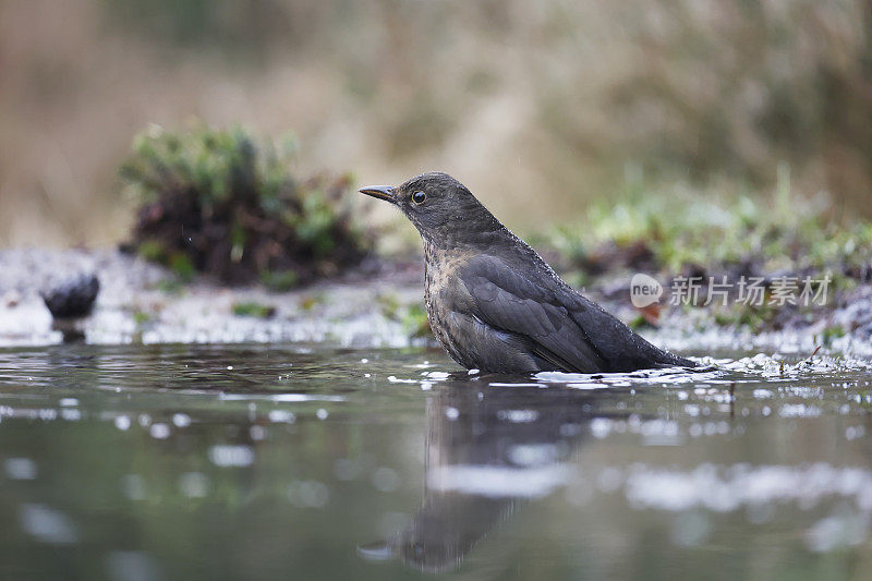 黑鸟(Turdus merula)雌性正在洗澡